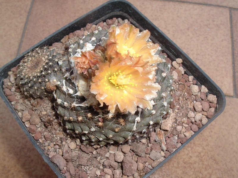 Copiapoa humilis ssp. tenuissima 