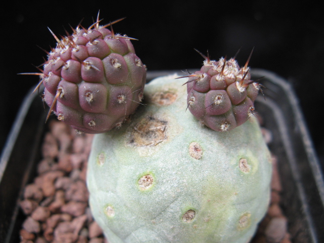 Tephrocactus geometricus 