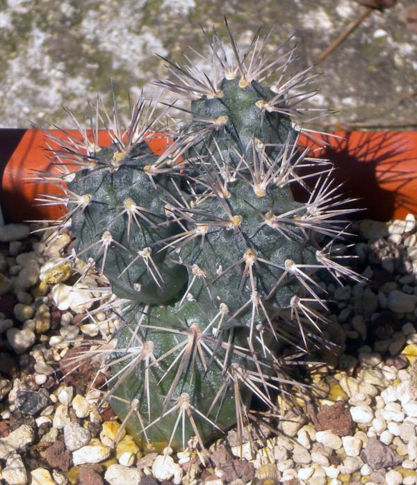 Tephrocactus alexanderi 