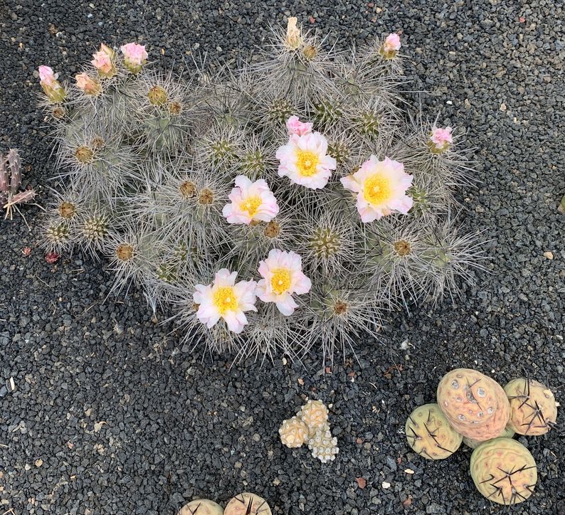 tephrocactus alexanderi