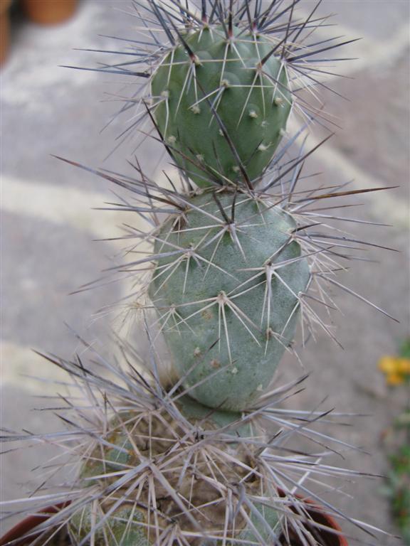 Tephrocactus alexanderi 