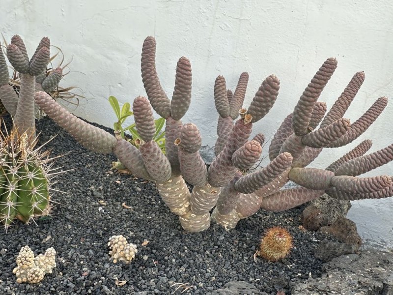 Tephrocactus articulatus v. inermis 