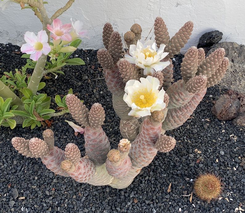 tephrocactus articulatus v. inermis