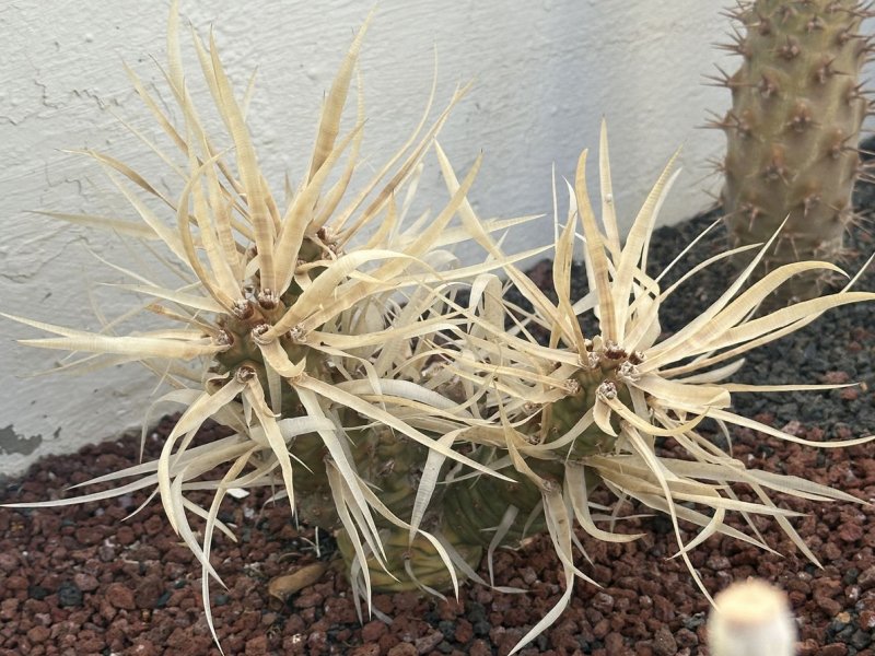 Tephrocactus articulatus v. papyracanthus 