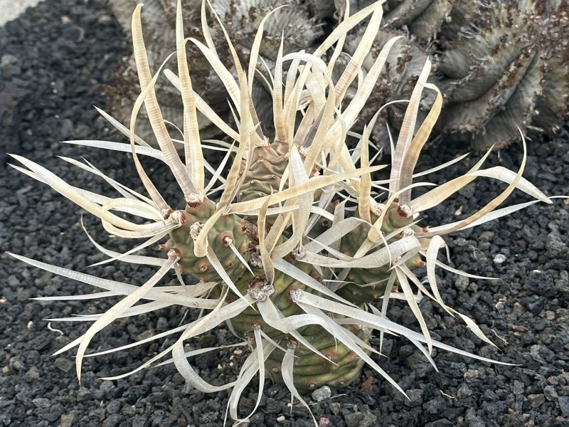 Tephrocactus articulatus v. papyracanthus 