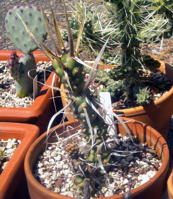 Tephrocactus articulatus 