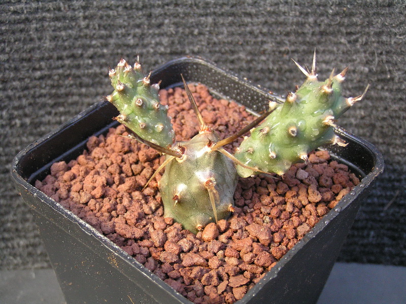 Tephrocactus articulatus v. papyracanthus 