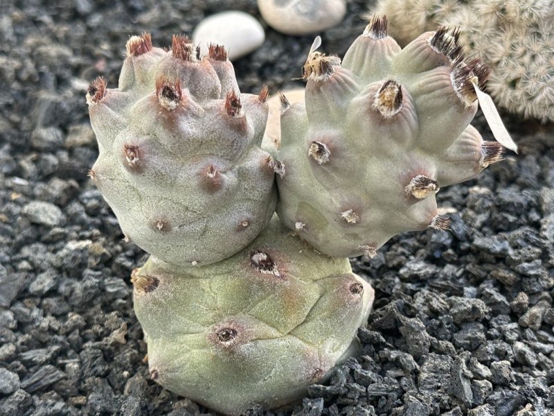 tephrocactus articulatus v. calvus