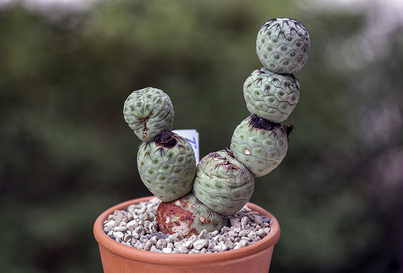 Tephrocactus geometricus 