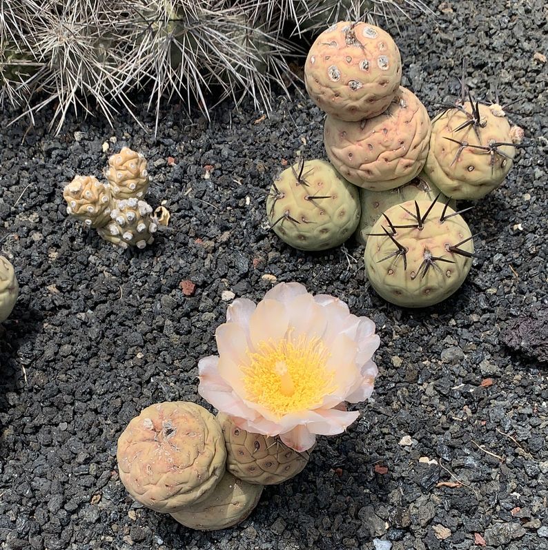 tephrocactus geometricus