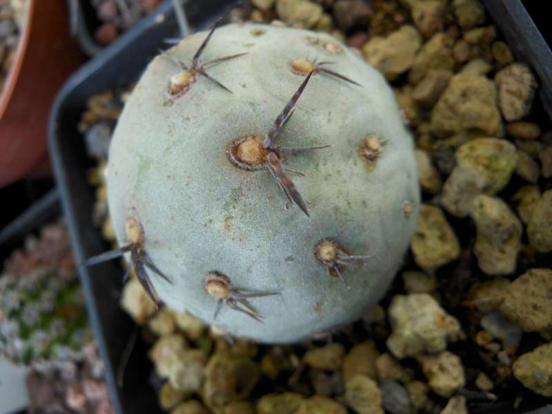 Tephrocactus geometricus 