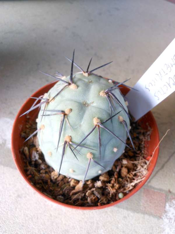 Tephrocactus geometricus 