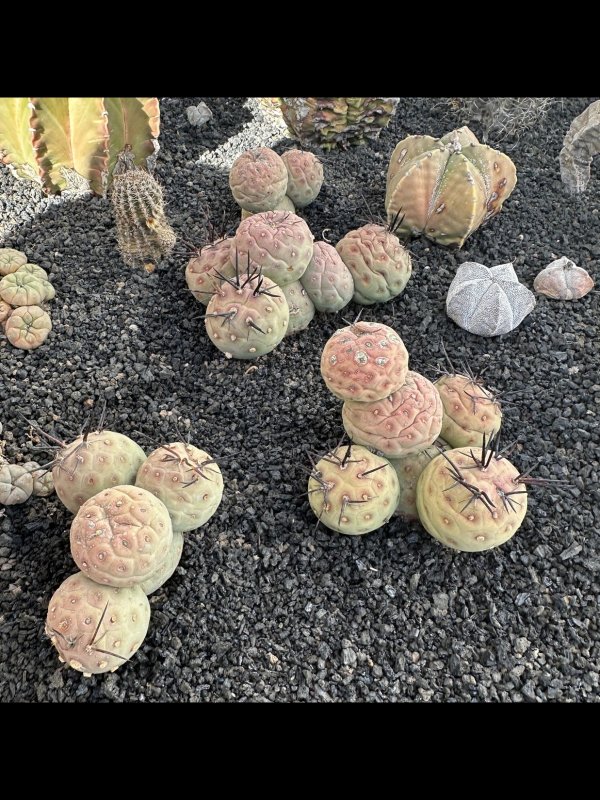 Tephrocactus geometricus 