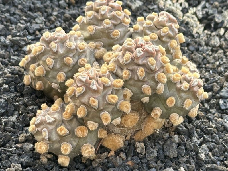 Tephrocactus molinensis 