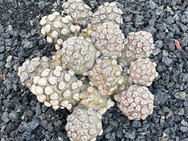 Tephrocactus molinensis 