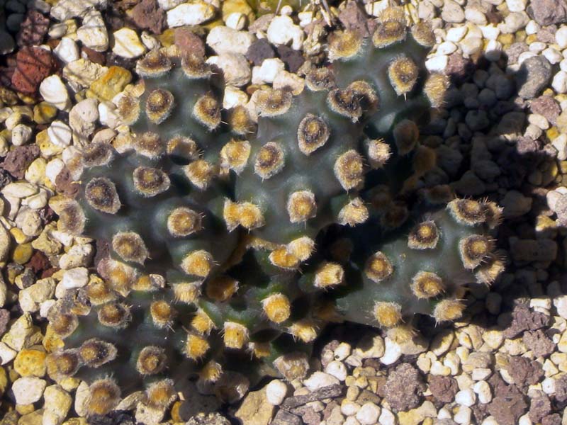 Tephrocactus molinensis 