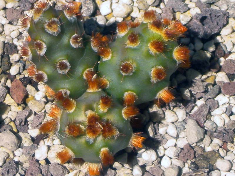 Tephrocactus molinensis 