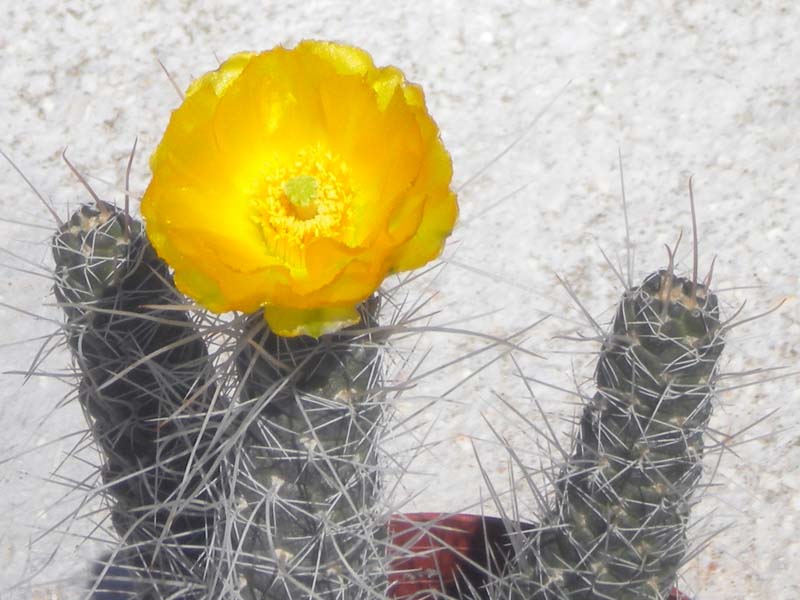 Tephrocactus weberi 