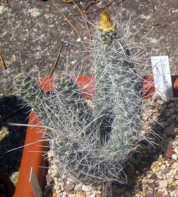 Tephrocactus weberi 