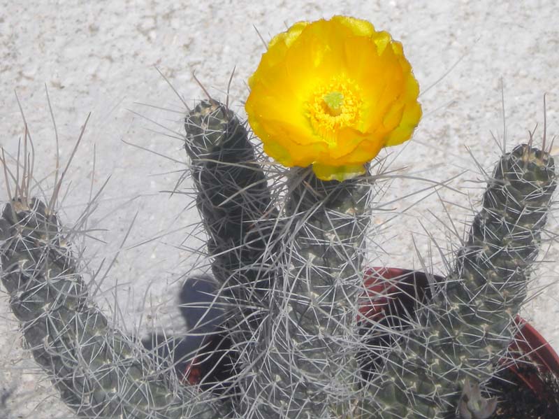 Tephrocactus weberi 