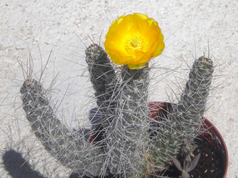 Tephrocactus weberi 