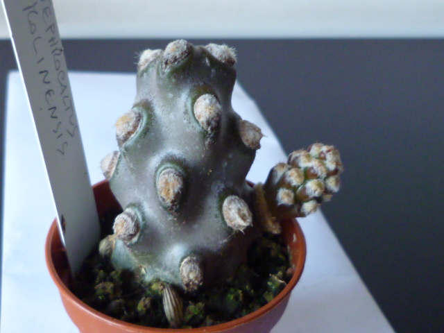 Tephrocactus molinensis 