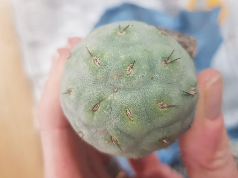 Tephrocactus geometricus 