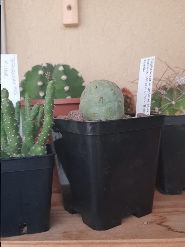 Tephrocactus geometricus 