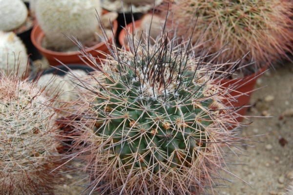 Mammillaria tesopacensis v, papasquiarensis 