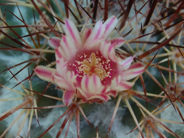 Mammillaria tesopacensis 