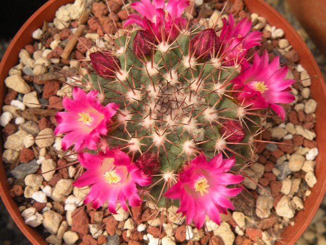 Mammillaria tesopacensis Rog225