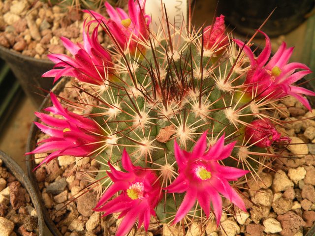 Mammillaria tesopacensis ROG 693