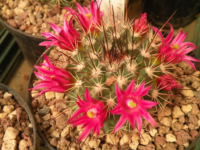 Mammillaria tesopacensis ROG 693