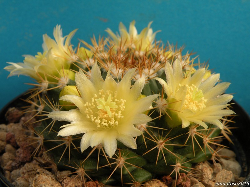 mammillaria tesopacensis