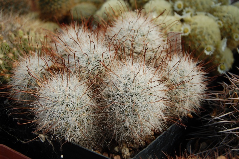 Mammillaria tetrancistra 