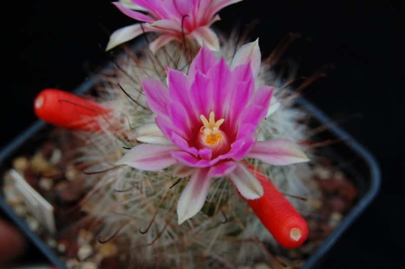 Mammillaria tetrancistra 