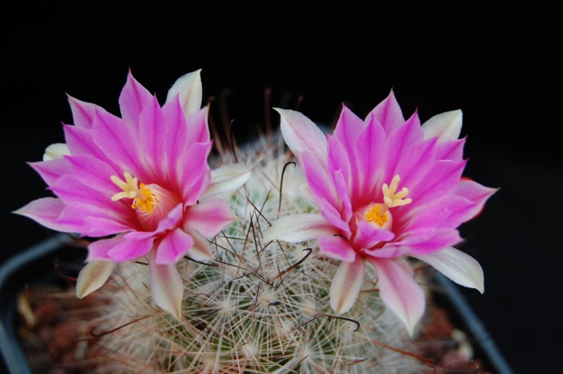 Mammillaria tetrancistra 