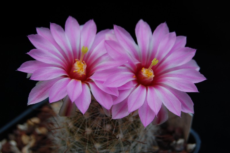 Mammillaria tetrancistra 