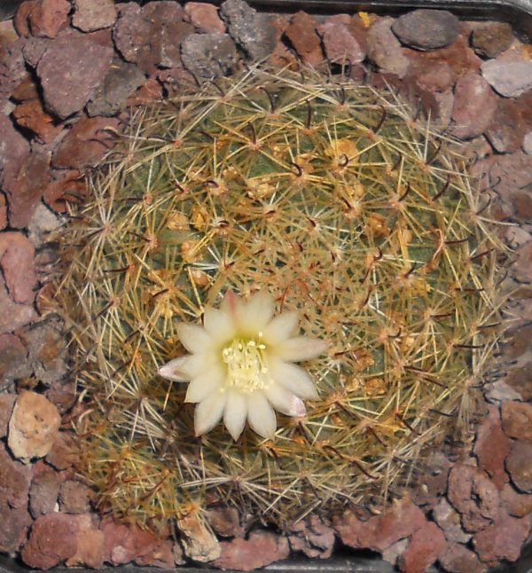 Mammillaria tezontle 