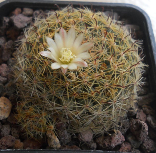 Mammillaria tezontle 