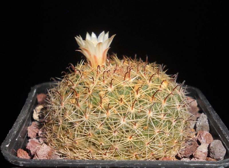 Mammillaria tezontle 