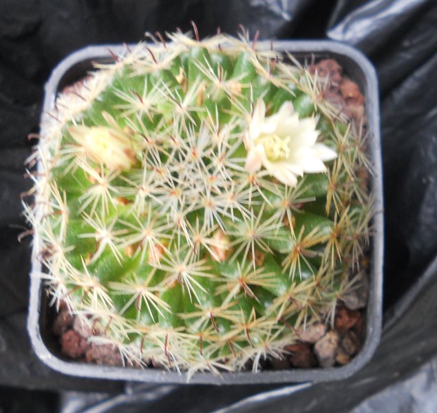 Mammillaria tezontle 