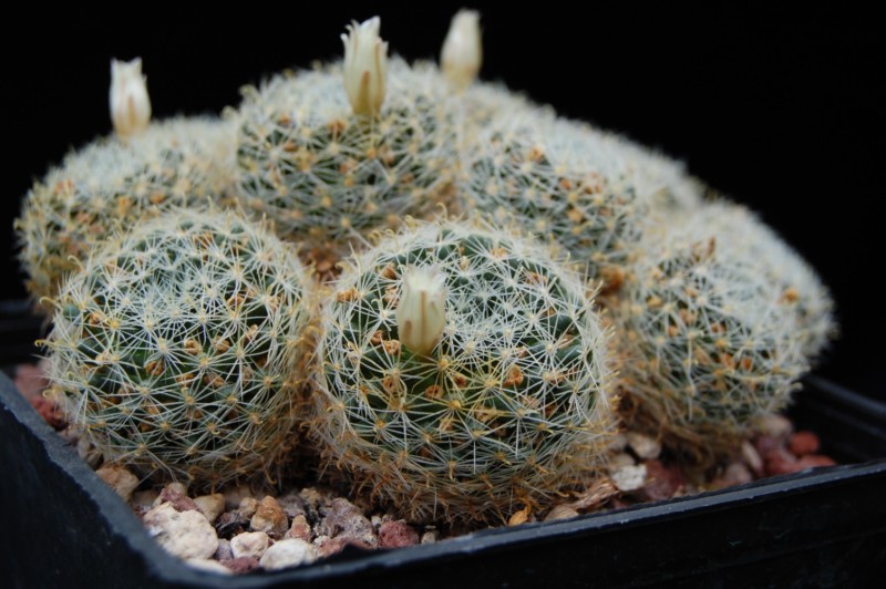 Mammillaria tezontle 