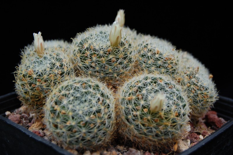 Mammillaria tezontle 