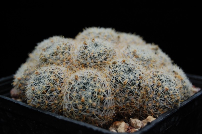 Mammillaria tezontle 