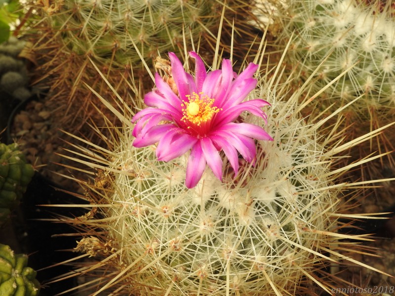 thelocactus conothelos ssp. argenteus