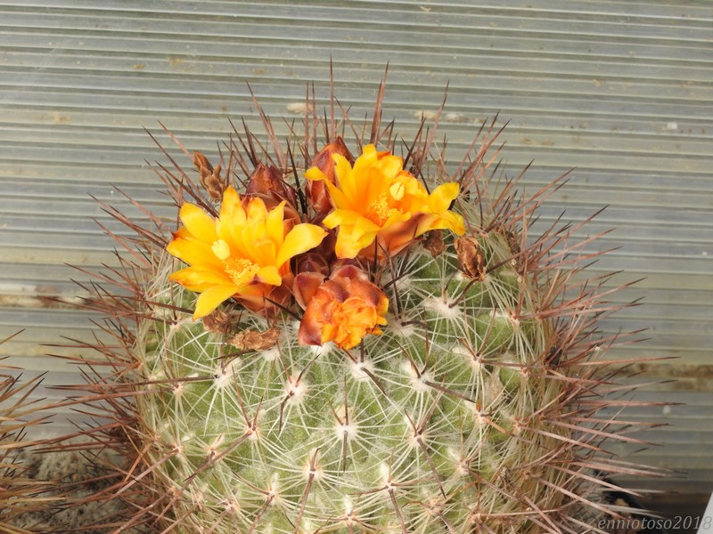 Thelocactus conothelos ssp. aurantiacus 