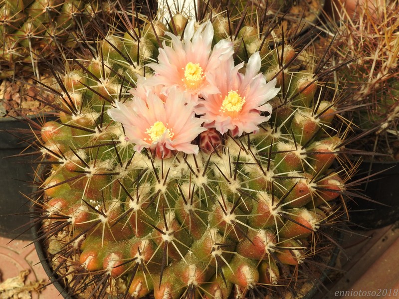 thelocactus conothelos ssp. garciae