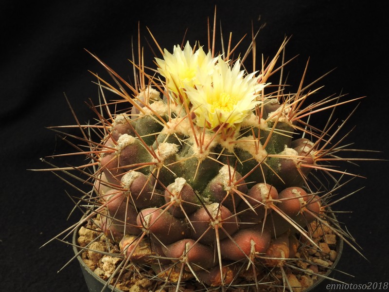 Thelocactus panarottoanus PAN177b