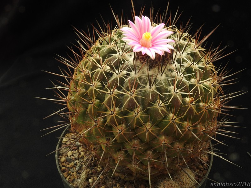 Thelocactus conothelos SB302